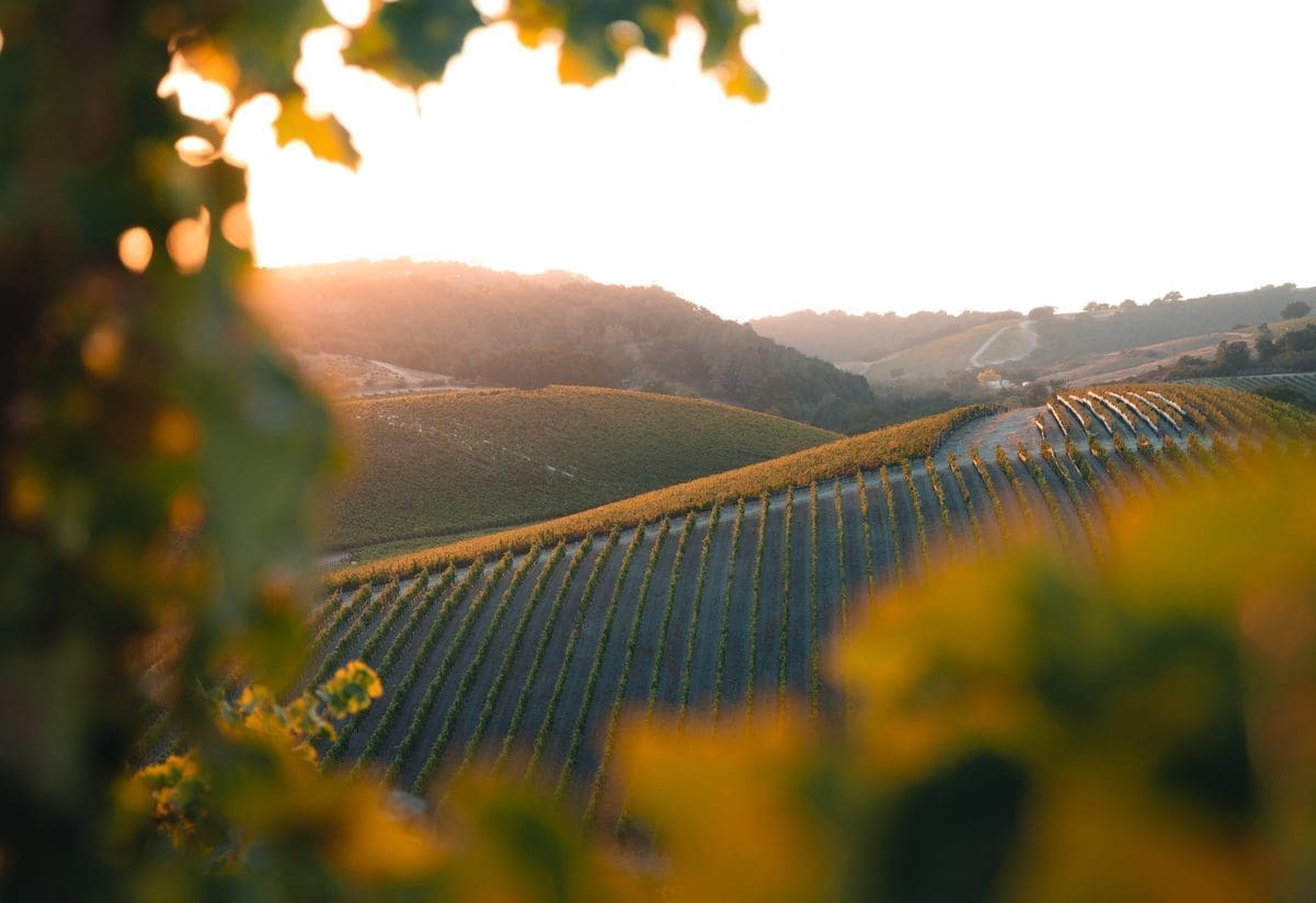 Rows of grapevines on rolling hills in Paso Robles Wine Country are bathed in warm sunset light, with green and yellow foliage in the foreground and distant hills under a glowing sky.