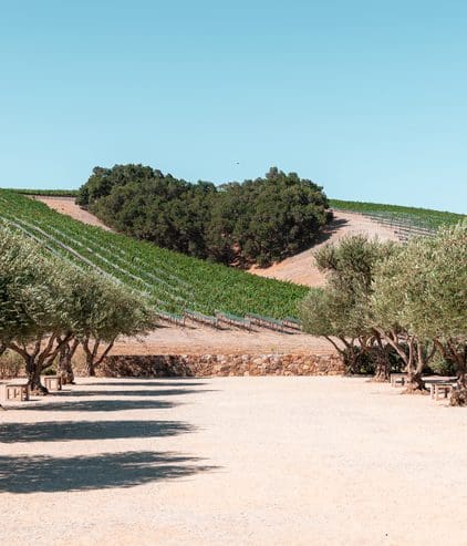 A heart-shaped cluster of trees sits on a vineyard hillside under a clear blue sky, with rows of grapevines and olive trees lining a sandy pathway in the foreground.