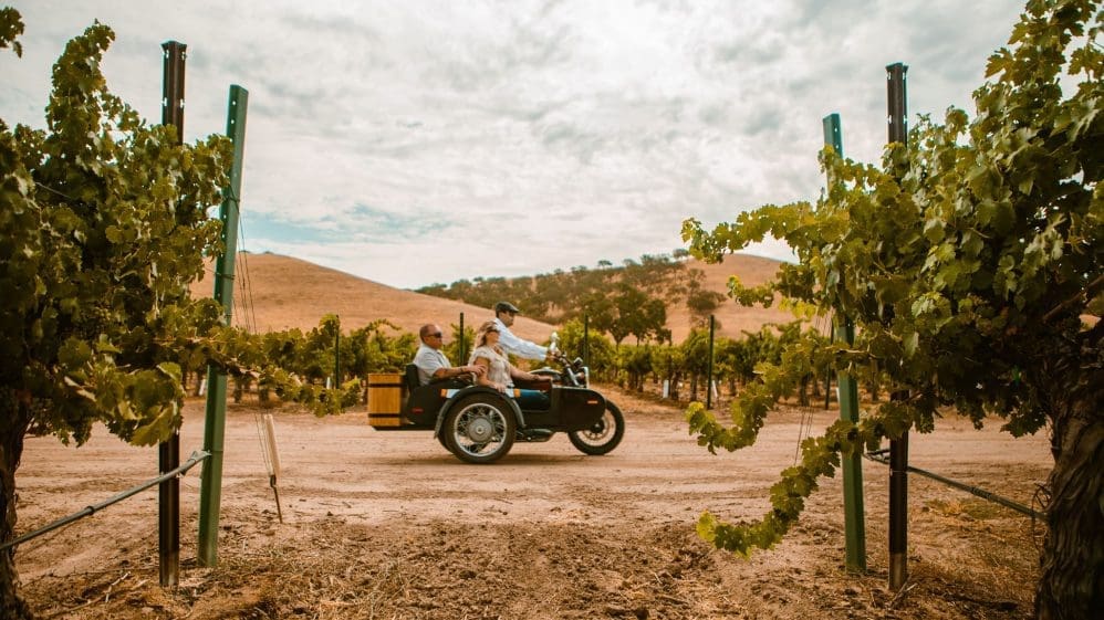 A person drives a vintage motorcycle with a sidecar along a dirt road through a vineyard, with green grapevines and rolling hills in the background under a cloudy sky.