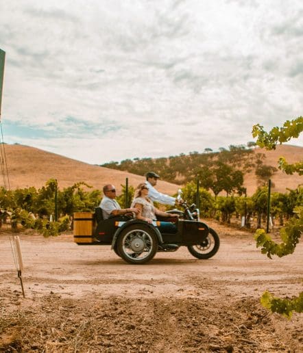 Two people and a dog ride in a motorcycle with a sidecar on a dirt road, surrounded by vineyards and hills under a partly cloudy sky.