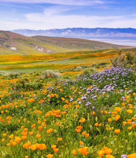 A vibrant field of orange and purple wildflowers blooms across rolling green hills near Paso Robles, with distant mountains under a blue sky—a scene reminiscent of the beauty surrounding many Paso Robles events.