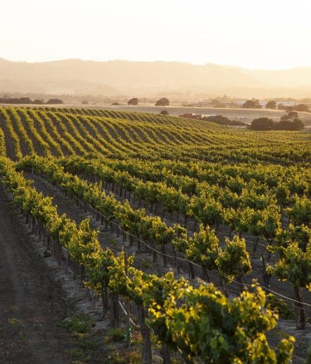 Rows of grapevines stretch across a vineyard at sunset, with golden light illuminating the green leaves and rolling hills visible in the background.