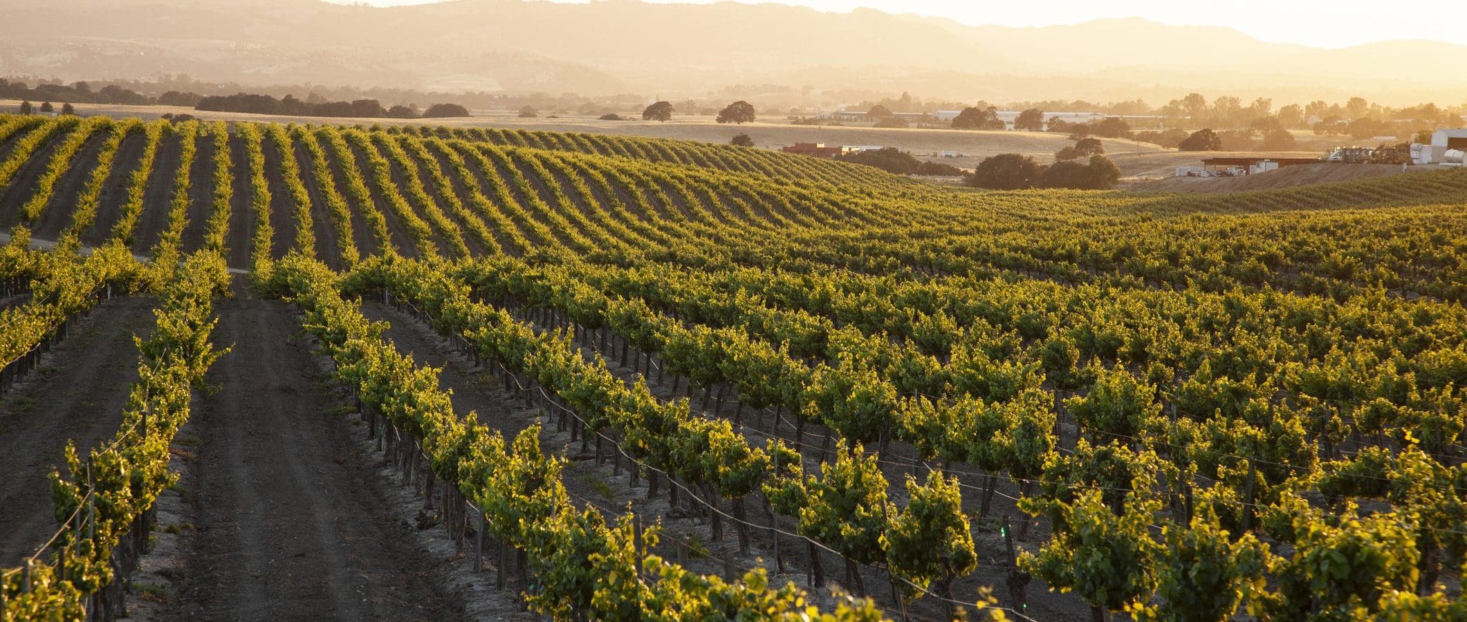 Rows of grapevines stretch across a sunlit vineyard at sunset, with rolling hills and distant trees in the background under a clear sky.