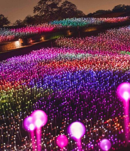 A field filled with thousands of colorful, glowing lights on stems, arranged in waves of pink, purple, blue, red, and green, illuminating the night landscape with trees in the background.